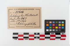 Etiketten zu Bronzesitula (NHMW-PRAE-025686)